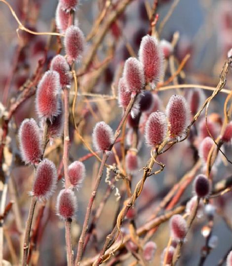 Salix gracilistyla 'Mount Aso' ®